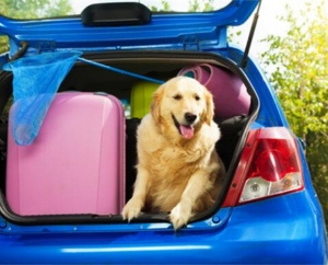 Viajando con tu mascota