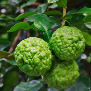 Kaffir-Lime