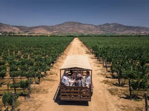 Valle de Guadalupe para principiantes: vino y cocina