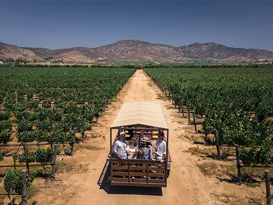 Valle de Guadalupe para principiantes: vino y cocina